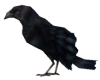 Black crow animated
