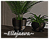 Brentwood Duo Plants