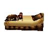 Gold Brown Lounger2