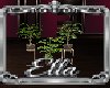 Amour Plants