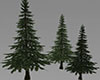 3 Pine trees