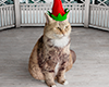 Elf Cat