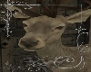 ✘ deer
