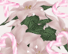 Pink Poinsettia 02