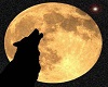 gold wolf moon pic