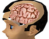 brain in head - M/F