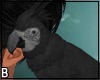 Black Shoulder Parrot