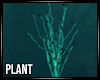 Aquatica plant