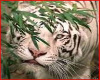 Wht Tiger wall hanging