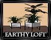 Earthy Loft Trio Plants