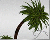 Viridiun Palm Tree