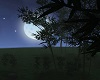 Moonlight forest