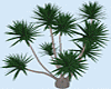 Derivable 3D Yucca Tree