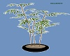 Bambo Plant