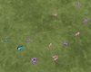 butterflies