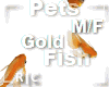 R|C Gold Fish Orange M/F