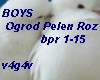 BOYS-Ogrod Pelen Roz