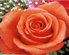 `LQT Peach Rose
