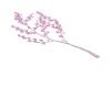 {LS}Cherryblossom branch