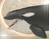 Orca Whales