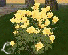 xo*Yellow Roses Bush