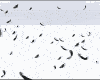 Black Raven Feather Fall