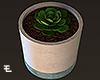 Plant / Vase