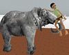 NS Safari Elephant Ride