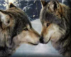 Wolf Fur Blanket