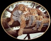 ~African Leopard