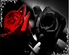 black n red rose 