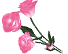 Pink Roses Animated
