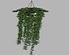 Hanging Plant
