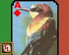 bee eater card