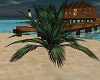 tropical beach plant