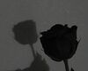 Z | dark rose background