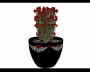 Flowerpot red roses