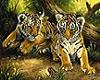 babe tigers