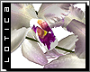 :: Orchids in Vase [WHT]