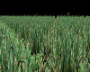 grass DJ LIGHT