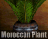 *Moroccan Plant