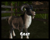 *Goat