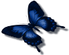 {L} blue butterfly med