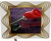 picture frame rose