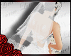 (LN) Wedding Veil