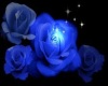 Blue Rose club