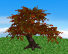 Little Birtha Oak