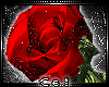 *C Valentine.Rose(held)