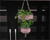 (MSC) Pink plants