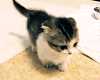 [KX] Kitty Youtube